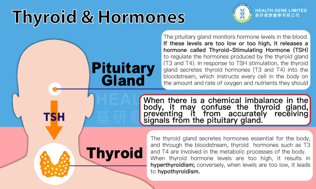 Thyroid