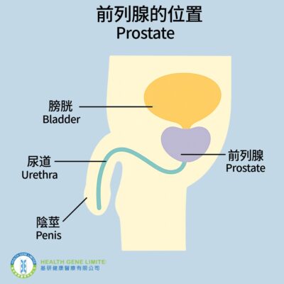 Prostate 前列腺